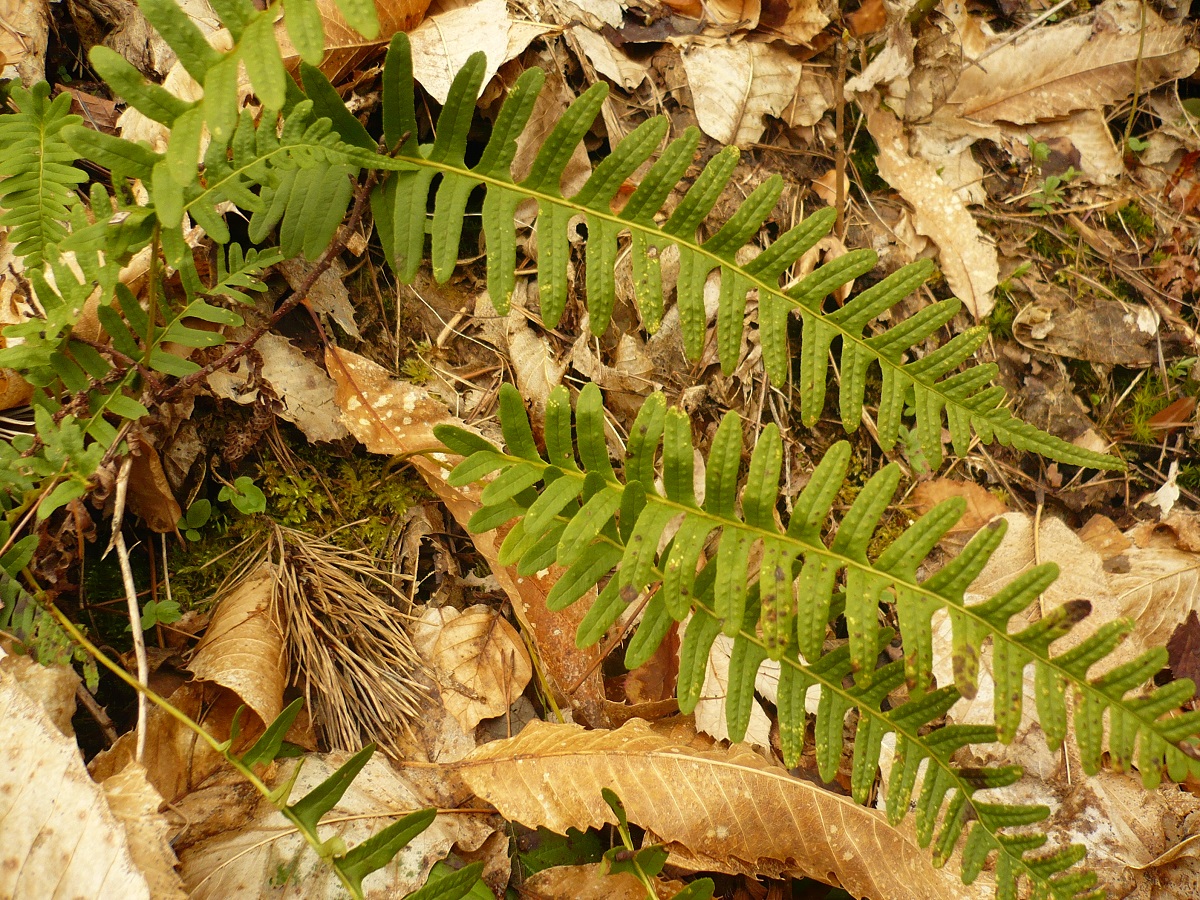 Polypodium vulgare (Polypodiaceae)